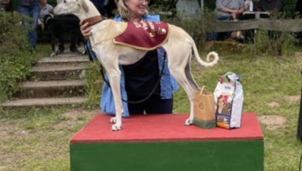 Erfolgreiche Hünstettener Windhunde beim Coursing in Volkmarsen