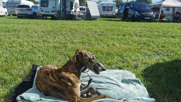 Deutscher Coursing Sieger 2023