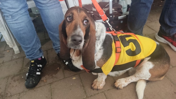 Bassets &amp; Friends 10/2023