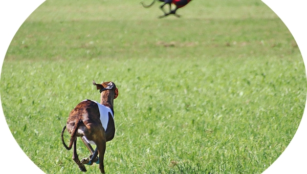 Das CWF Coursing bei uns 08/2023