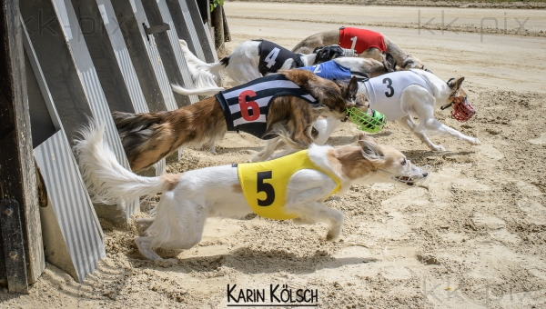 Ausstellung und Rennen 15./16.07.2023