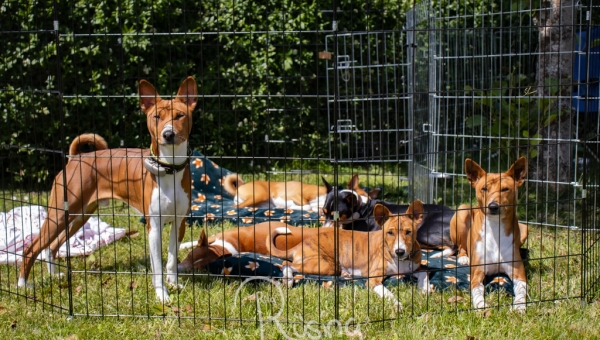 Basenji-Treffen im Rahmen des Trainings am 09.06.2024