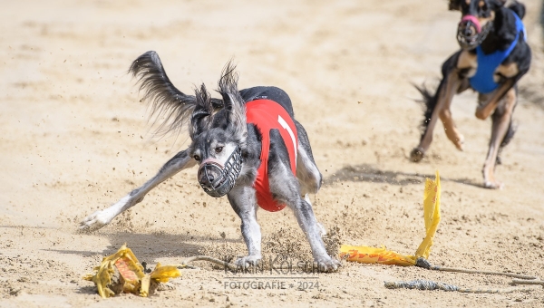 Die Zwischenergebnisse der Windhund-Champions-League sind da!