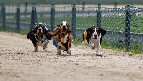 Das dritte Basset &amp; Friends Rennen!!