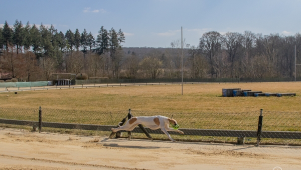 Saisonstart in der Windhundarena