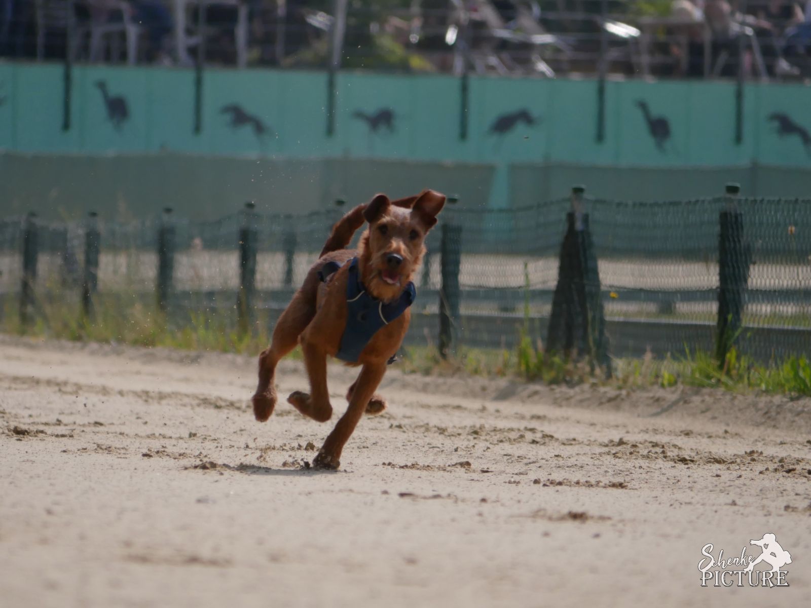 &quot;Flitzende Fiffis&quot; - Jederhundrennen 2023 in Hünstetten