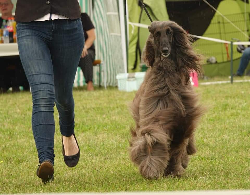 Endlich – wieder mal Junghund-Training in der Windhund-Arena