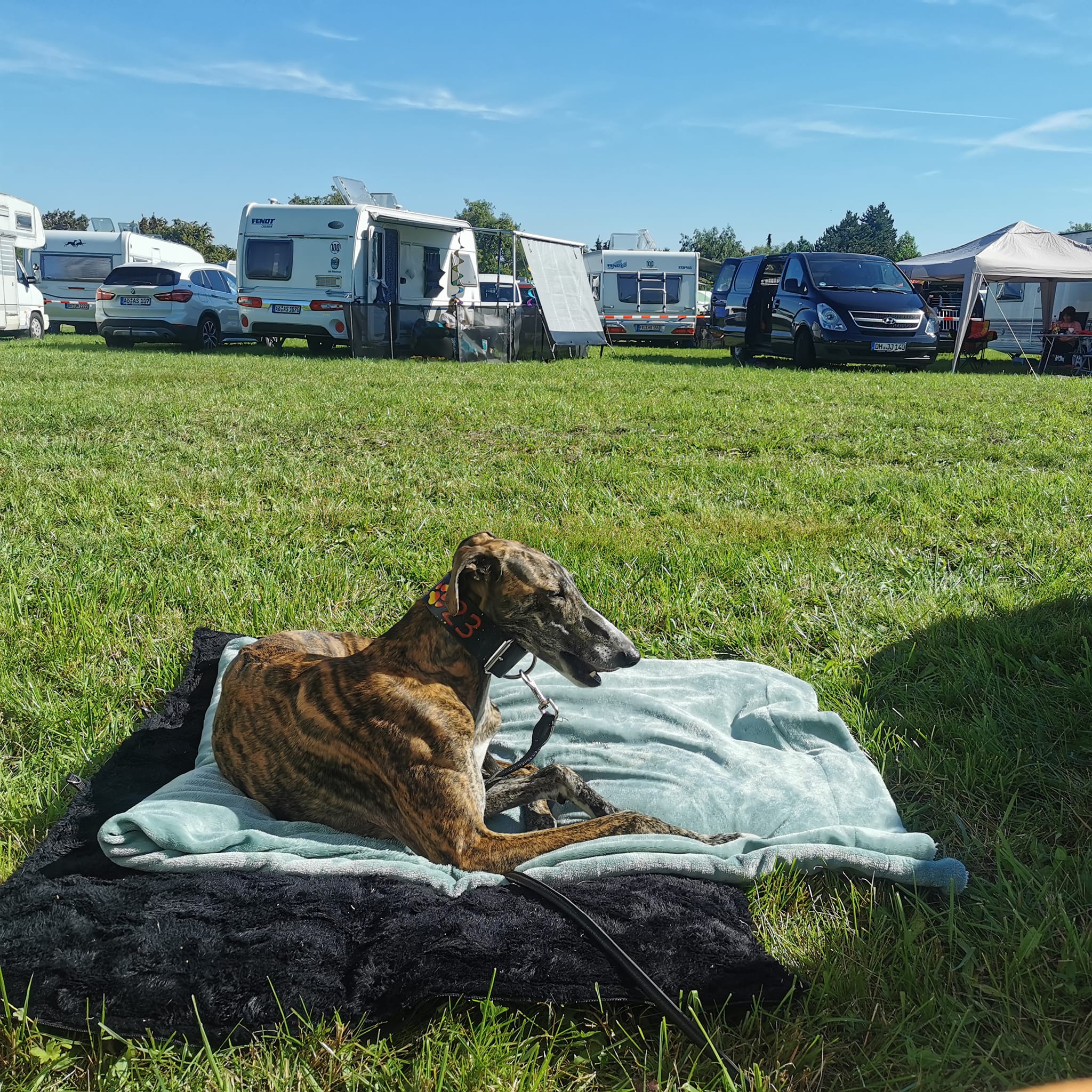 Deutscher Coursing Sieger 2023