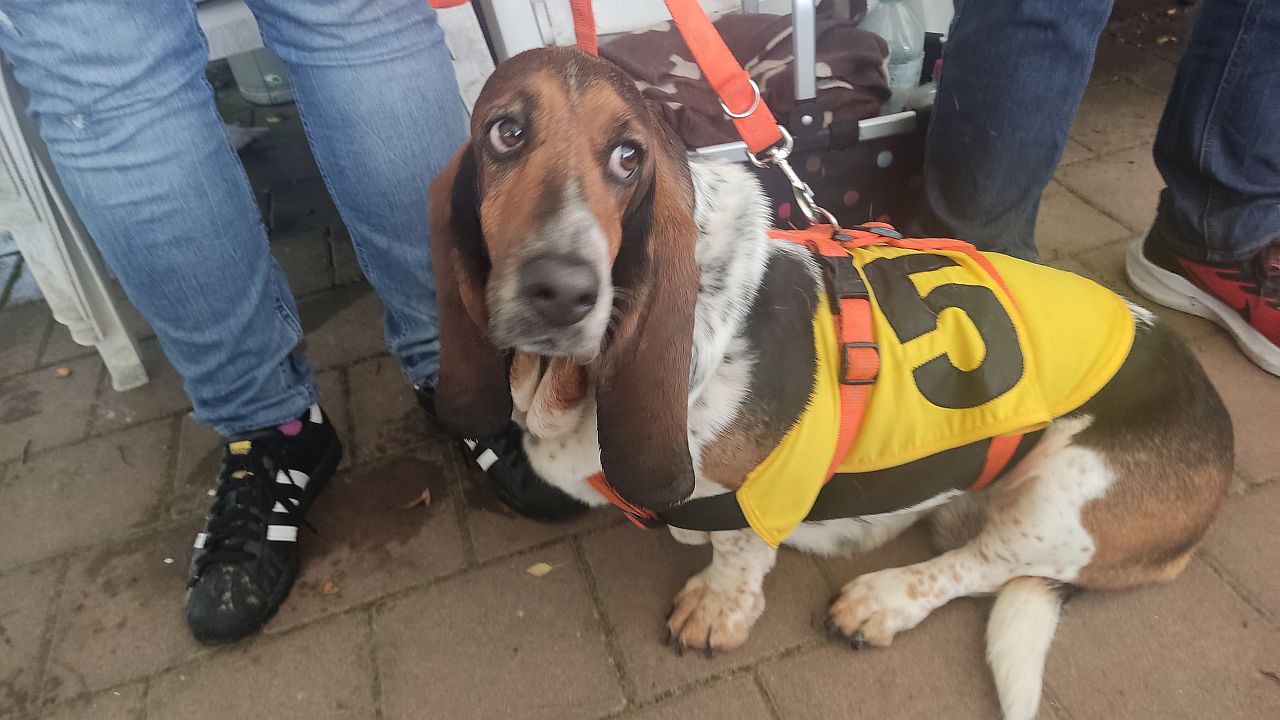 Bassets &amp; Friends 10/2023