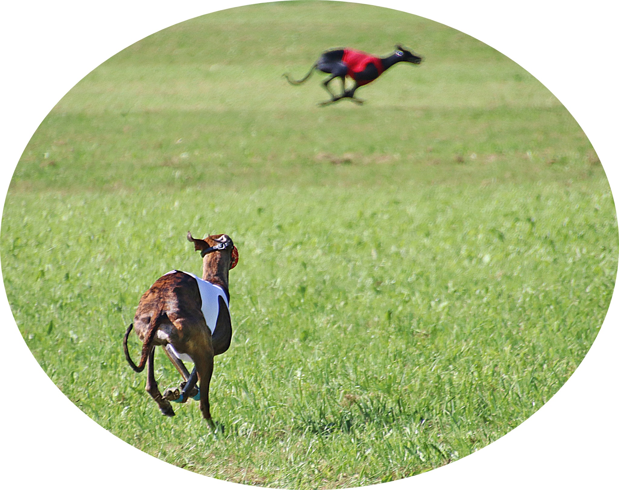 Das CWF Coursing bei uns 08/2023