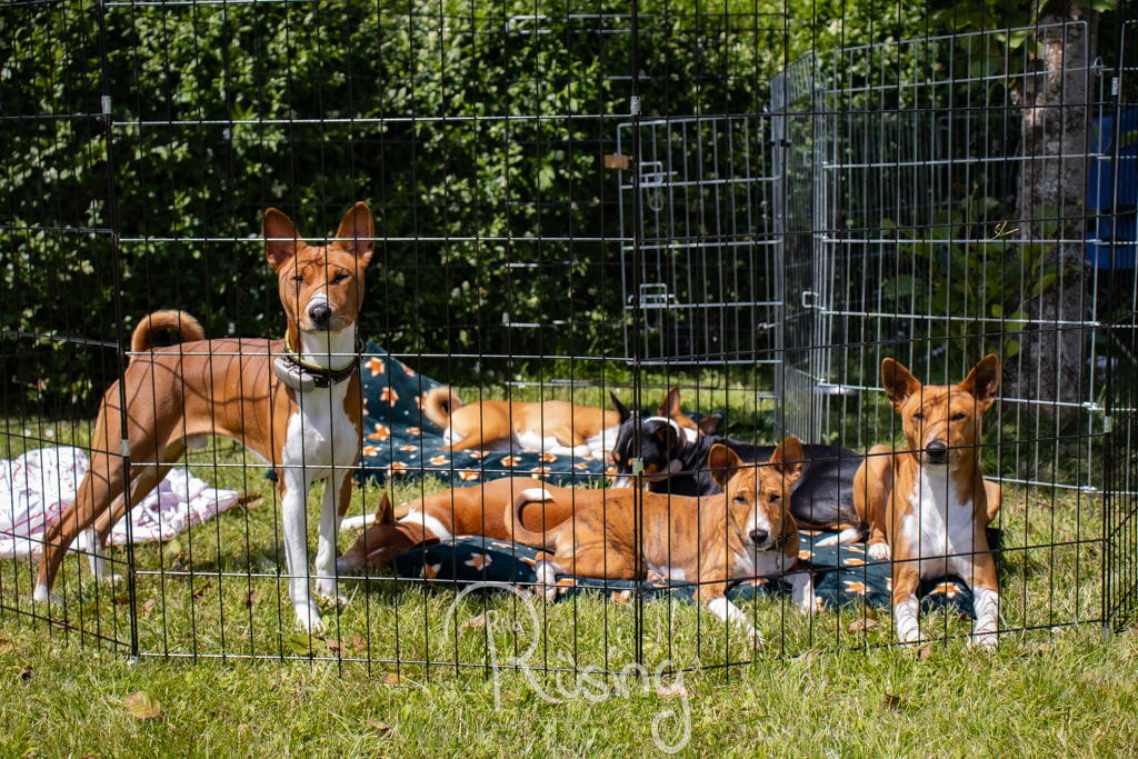 Basenji-Treffen im Rahmen des Trainings am 09.06.2024