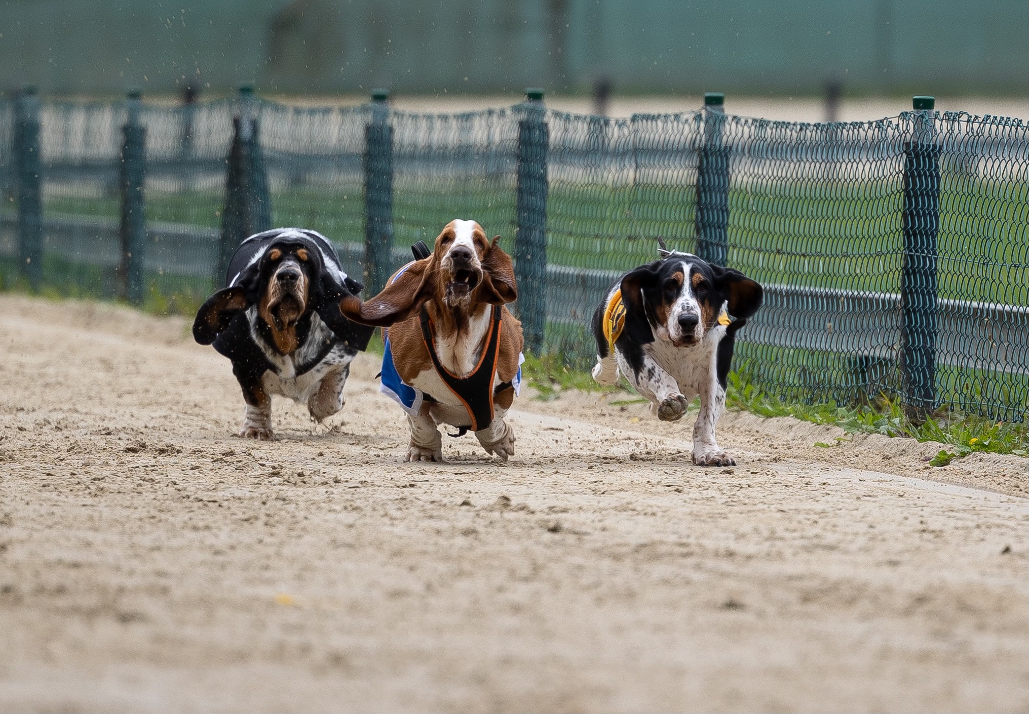 Das dritte Basset &amp; Friends Rennen!!