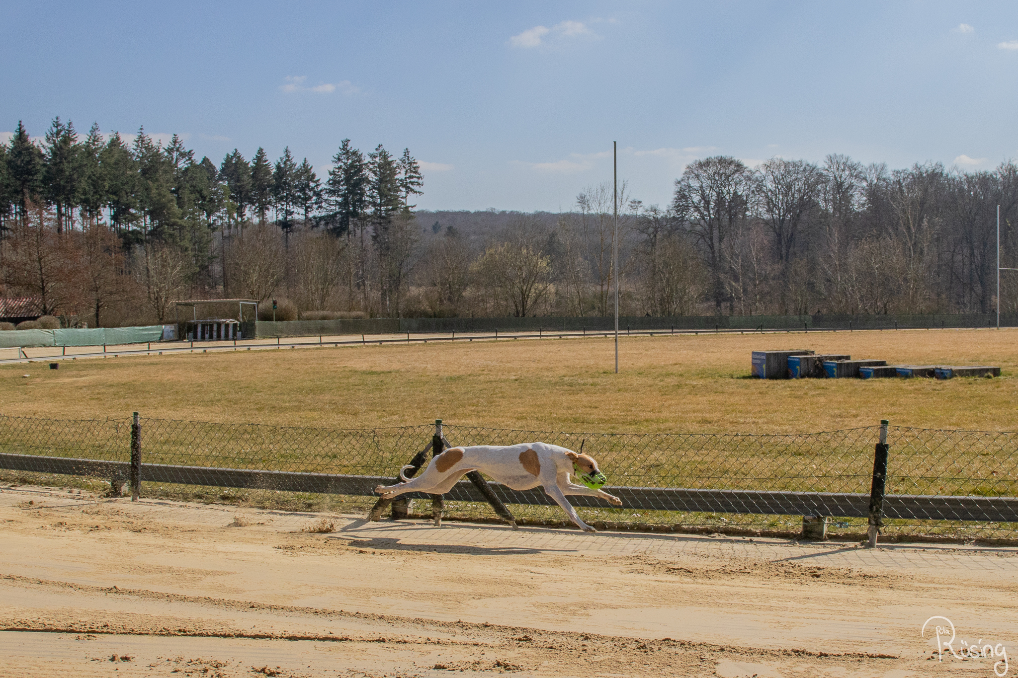 Saisonstart in der Windhundarena