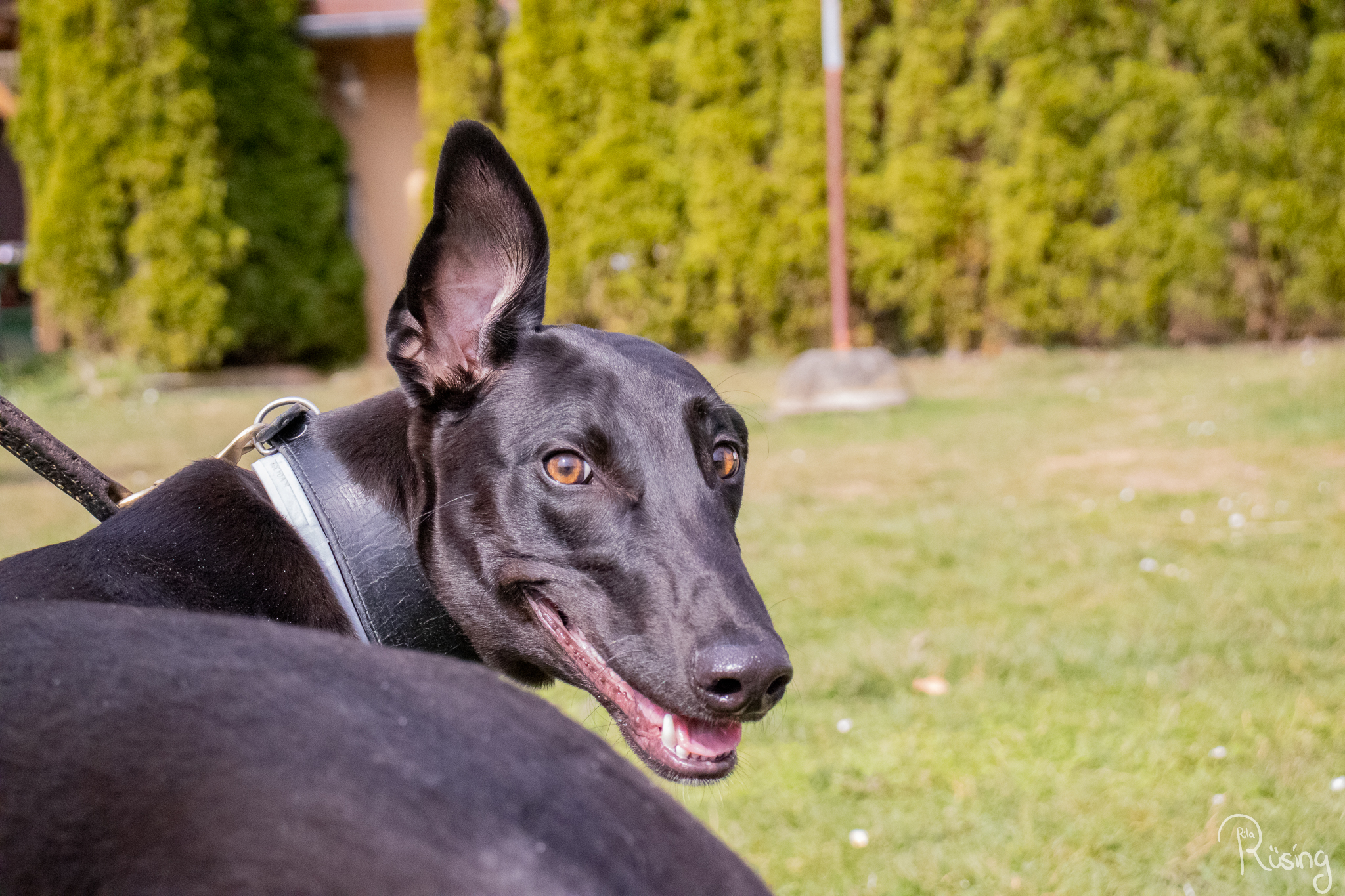 Windhundfreunde von nah und fern